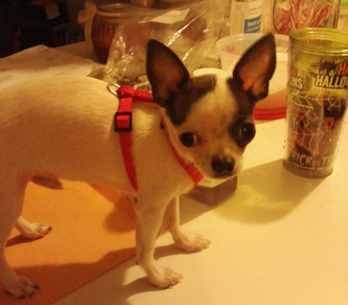 Pet Dog: Bandit - Teacup Chihuahua